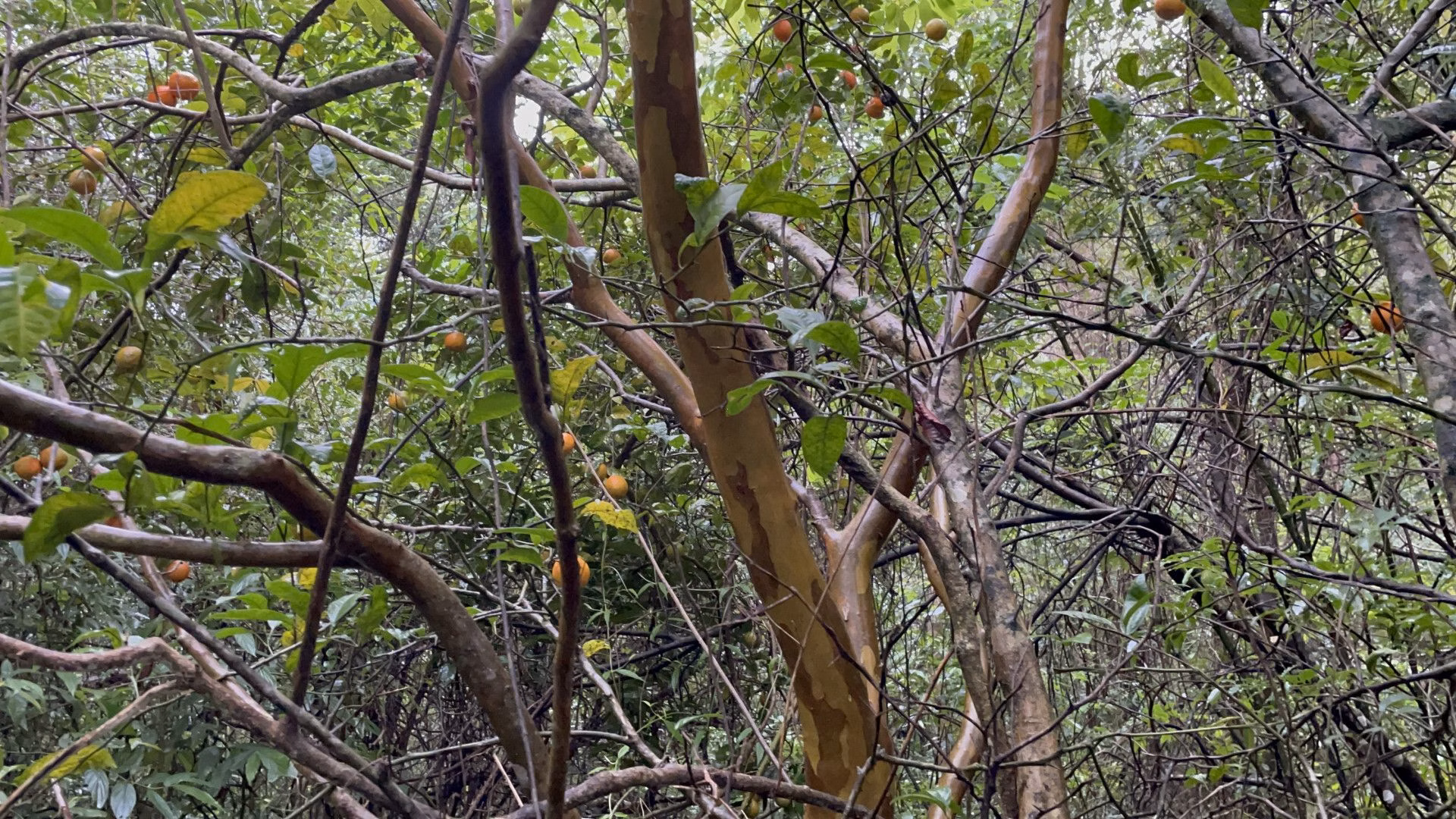 Sítio de 7 ha em Santo Antônio da Patrulha, RS