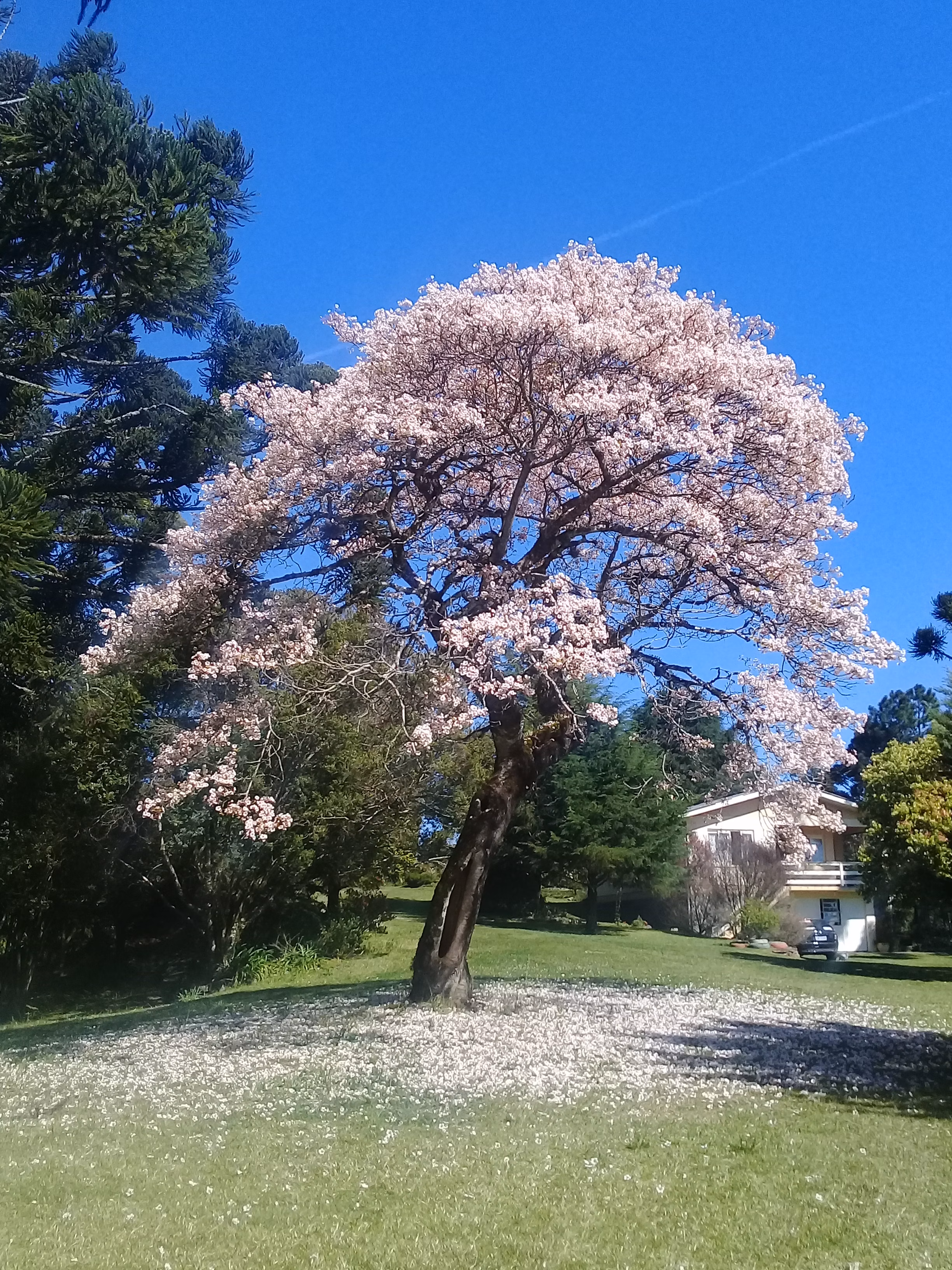 Sítio de 21 ha em Gramado, RS