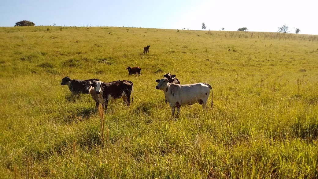 Fazenda de 121 ha em Cambuquira, MG