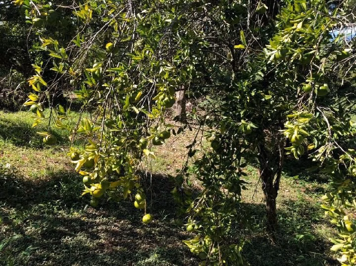 Chácara de 2.500 m² em Rolante, RS