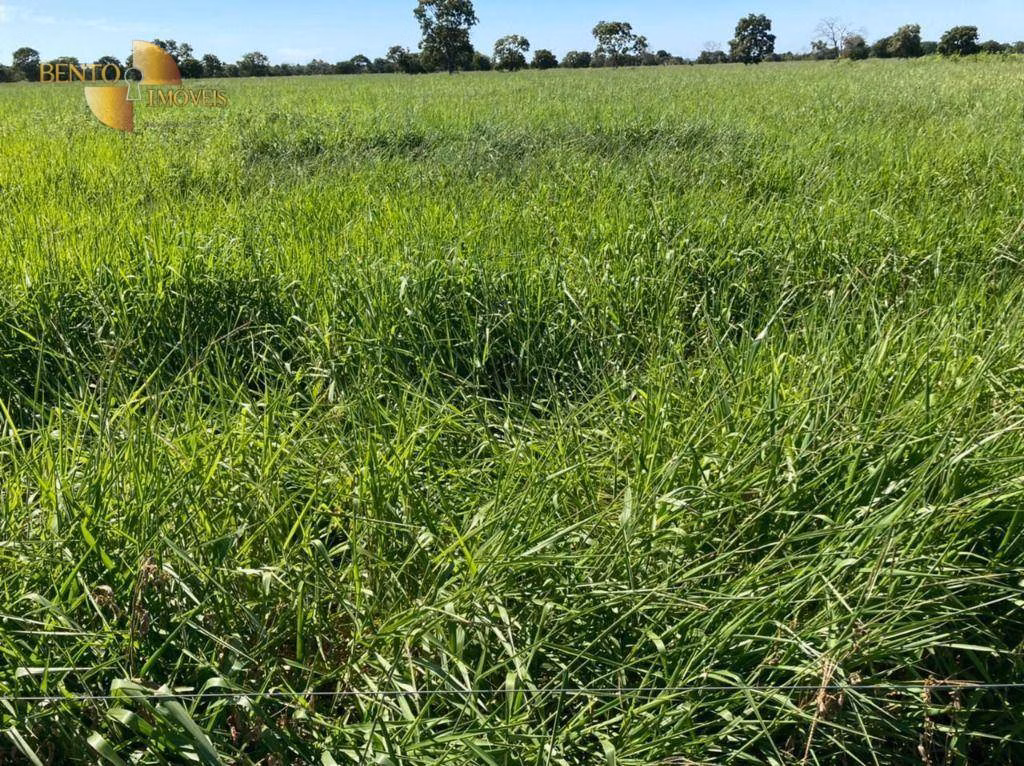 Fazenda de 3.511 ha em Itiquira, MT