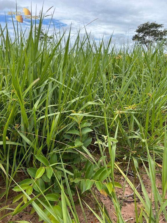 Fazenda de 3.150 ha em Paranatinga, MT