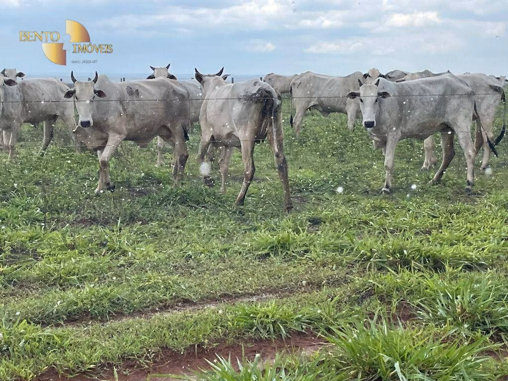 Fazenda de 11.500 ha em Nova Ubiratã, MT