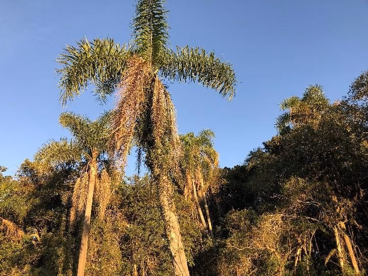 Sítio de 2 ha em Santo Antônio da Patrulha, RS