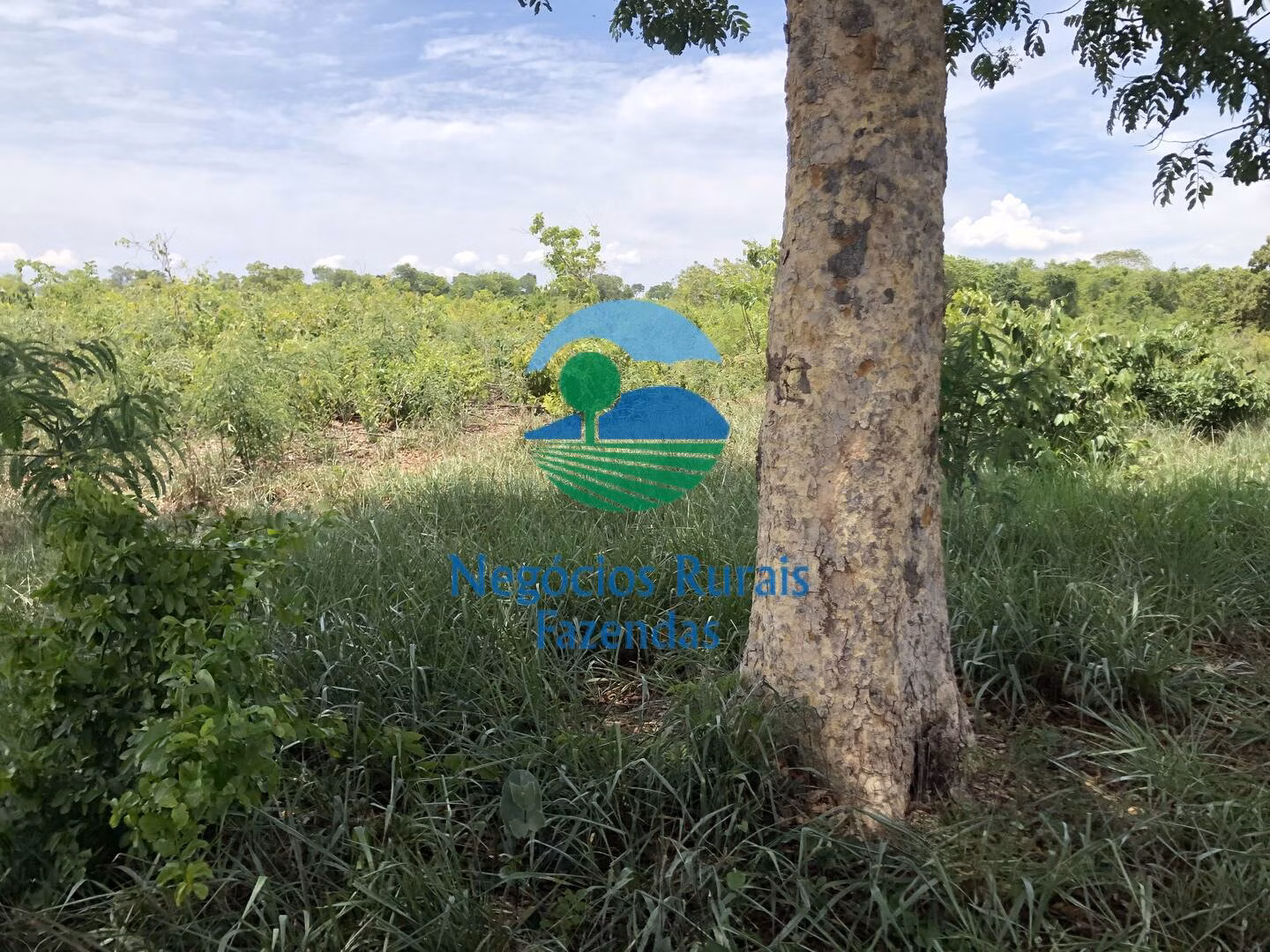 Fazenda de 266 ha em Palmeirópolis, TO