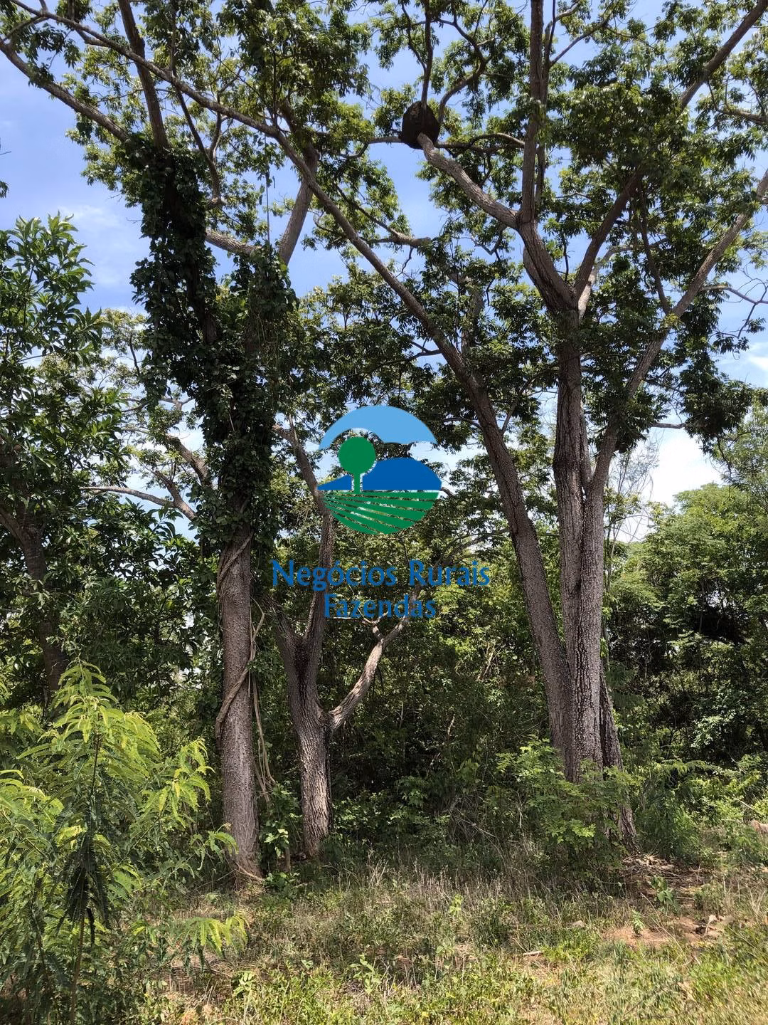 Fazenda de 266 ha em Palmeirópolis, TO