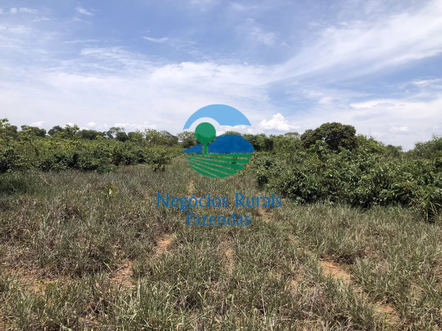 Fazenda de 266 ha em Palmeirópolis, TO
