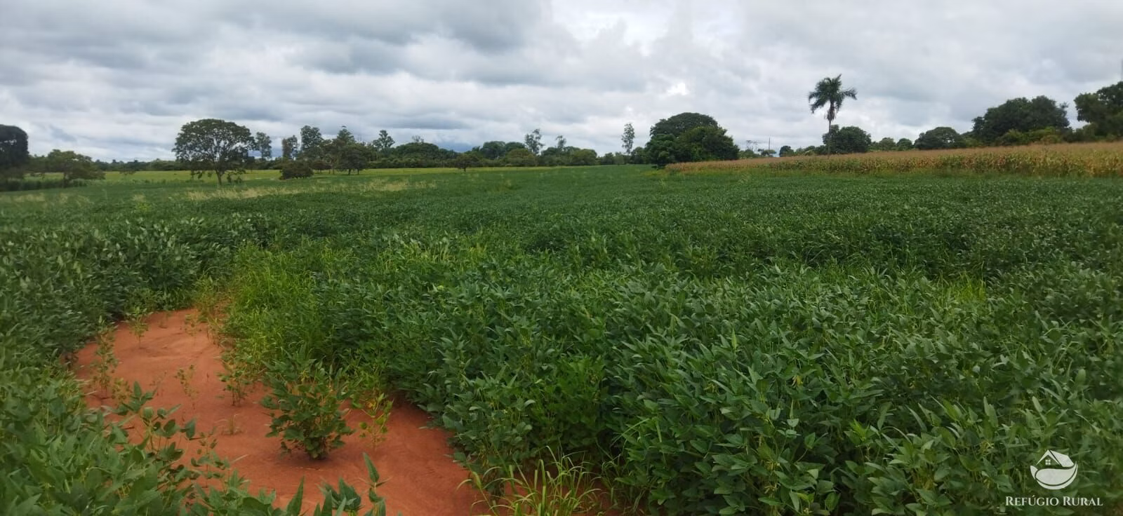 Sítio à venda de 9 ha em Frutal, MG
