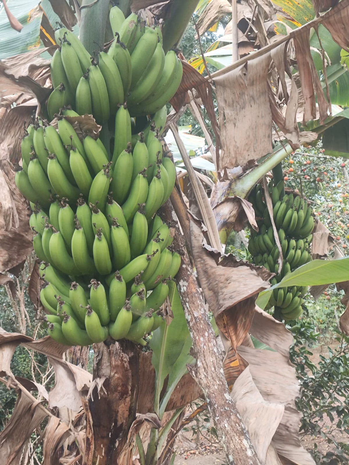 Sítio de 3 ha em Jambeiro, SP