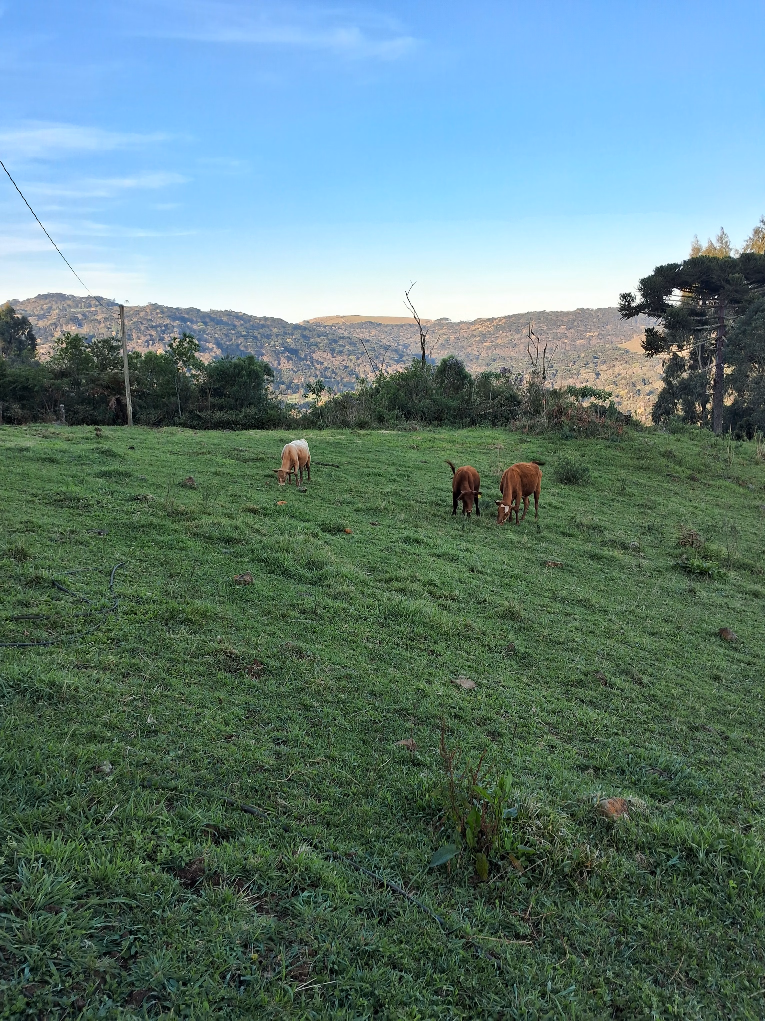 Terreno de 10.000 ha em Bom Jardim da Serra, SC