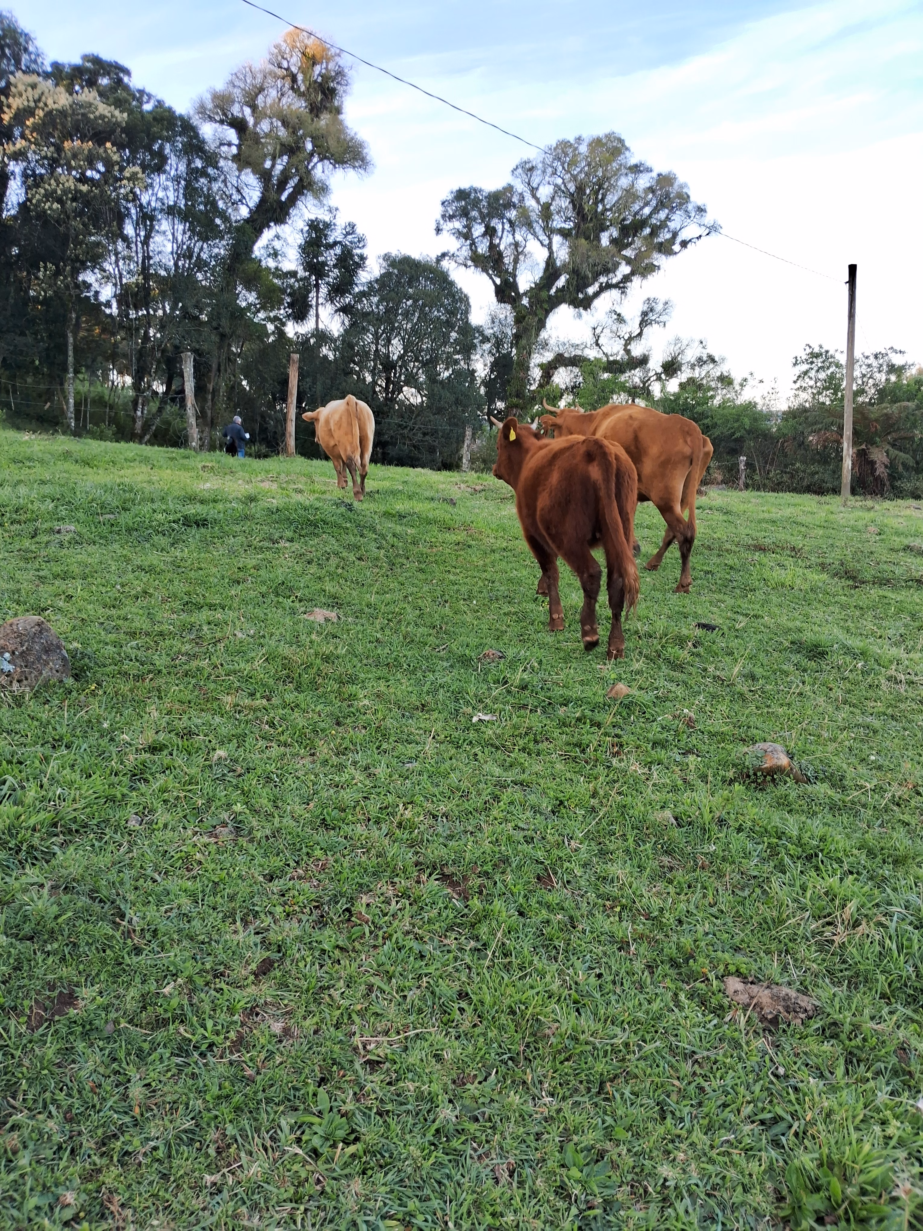 Terreno de 10.000 ha em Bom Jardim da Serra, SC