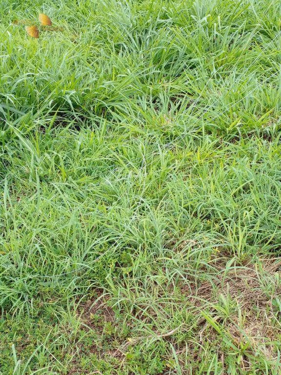 Farm of 1.334 acres in Rosário Oeste, MT, Brazil