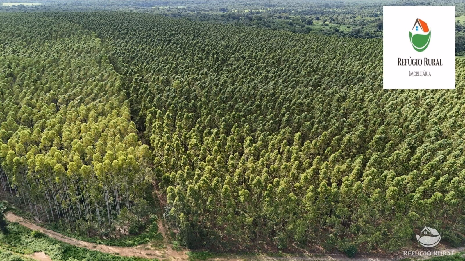 Fazenda de 2.231 ha em Ribamar Fiquene, MA