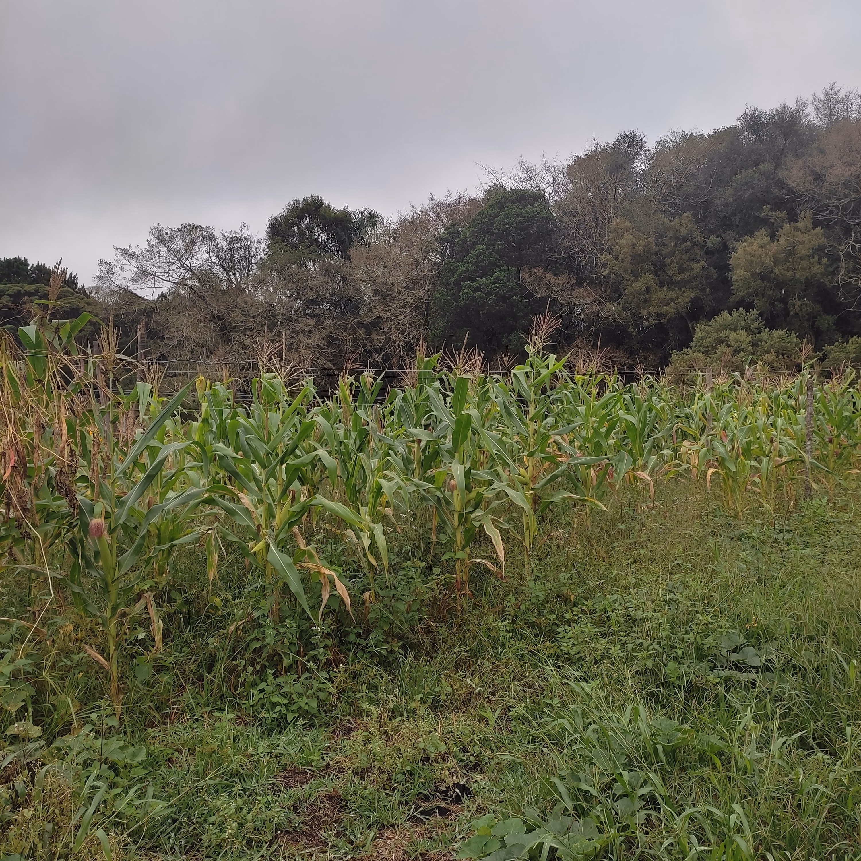 Sítio de 3 ha em Tijucas do Sul, PR