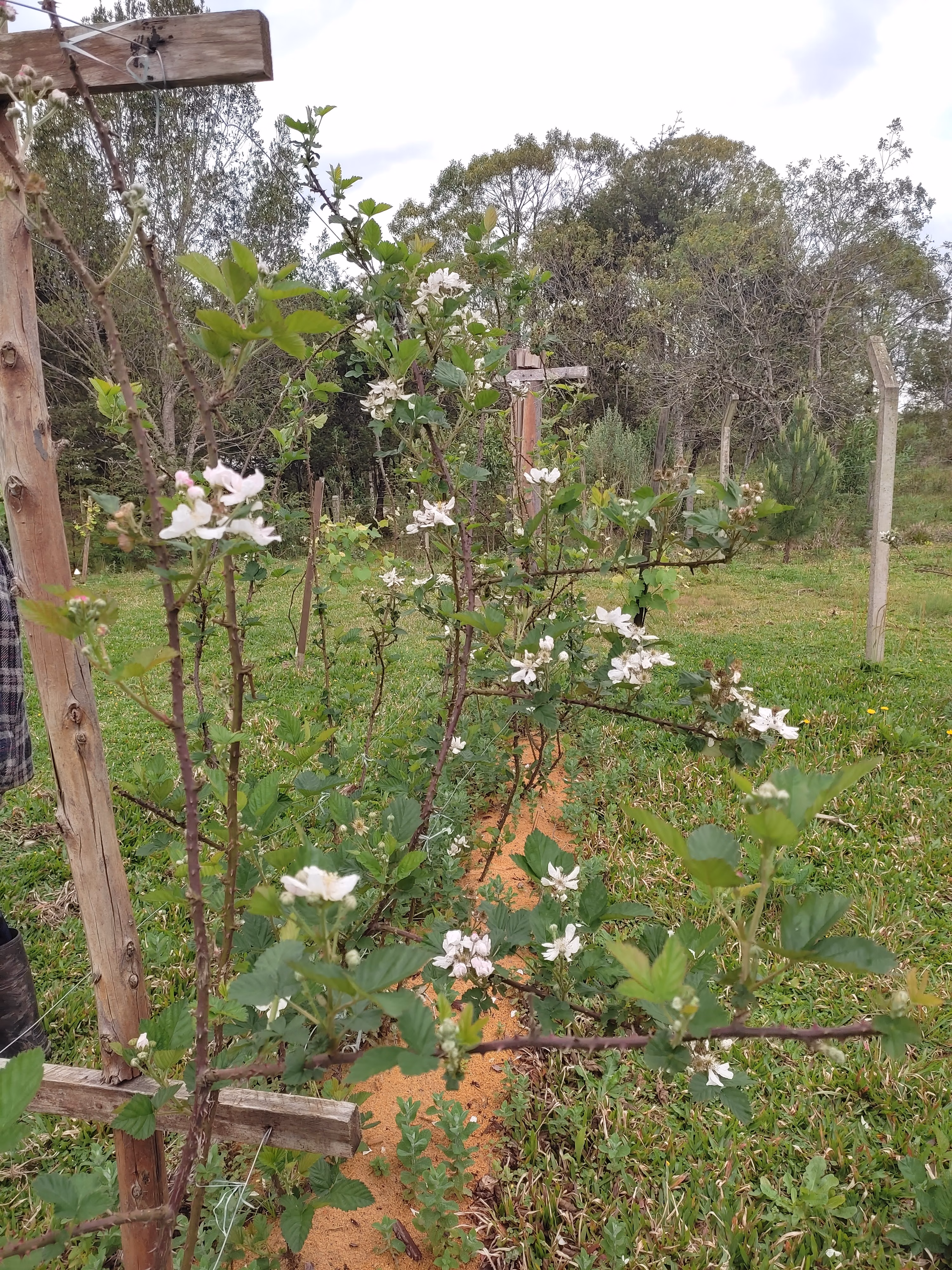 Sítio de 3 ha em Tijucas do Sul, PR