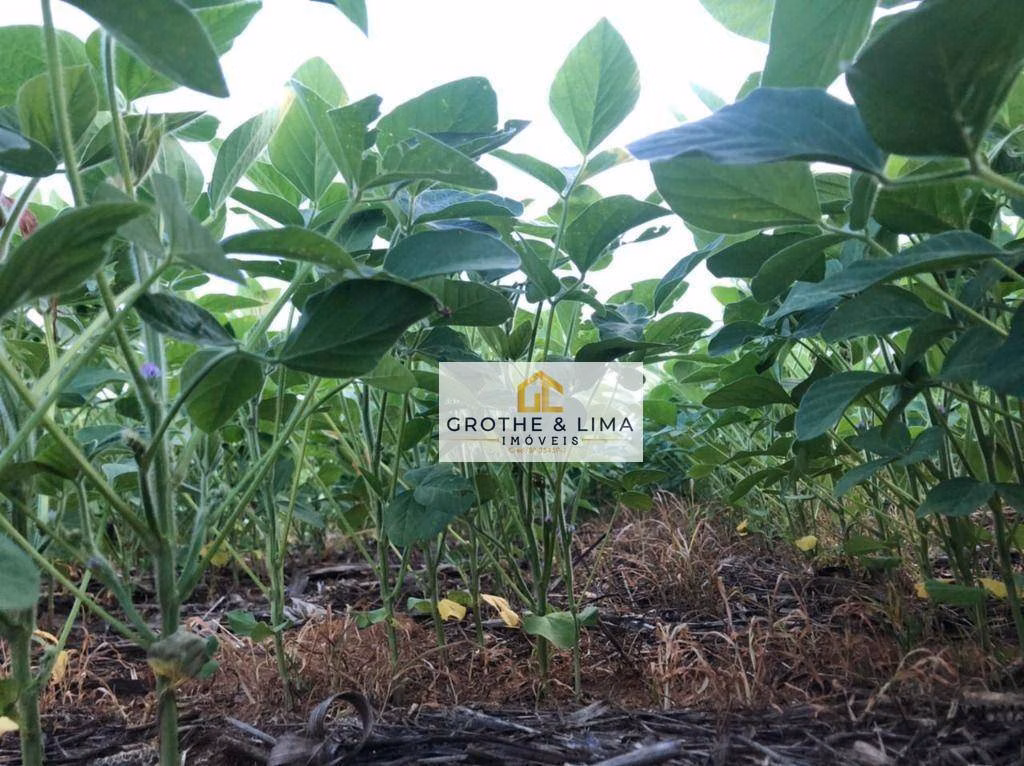 Fazenda de 35.000 ha em Confresa, MT