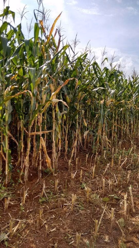 Fazenda de 2.154 ha em Itapaci, GO