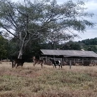Chácara de 7 ha em Heitoraí, GO