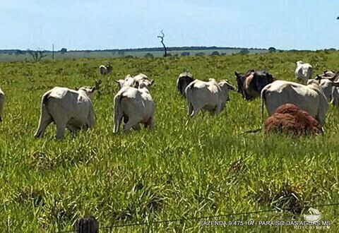 Fazenda de 9.475 ha em Água Clara, MS
