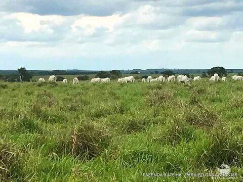 Fazenda de 9.475 ha em Água Clara, MS