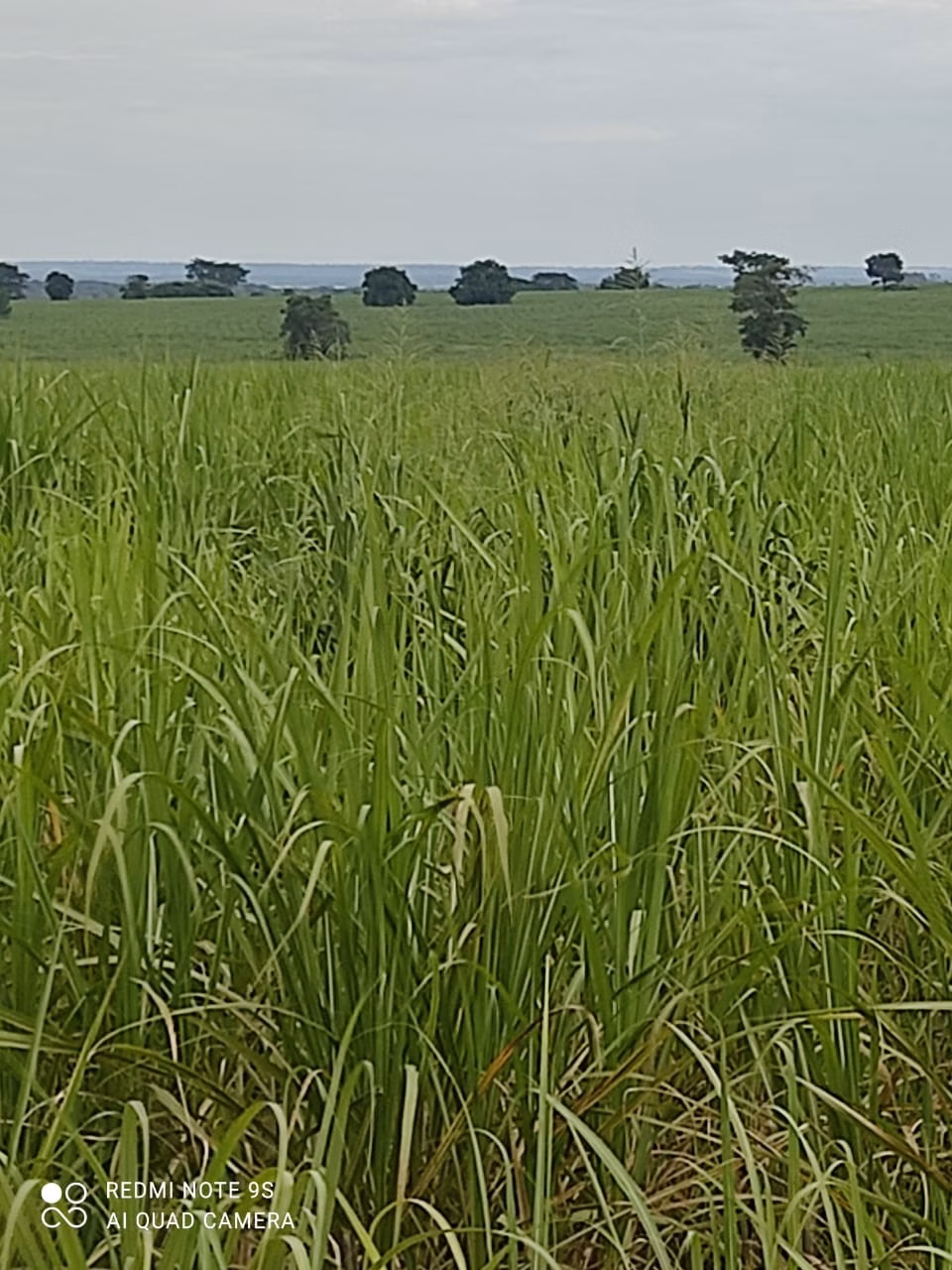 Fazenda de 1.436 ha em Panorama, SP