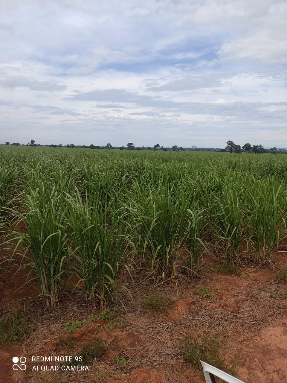 Fazenda de 1.436 ha em Panorama, SP