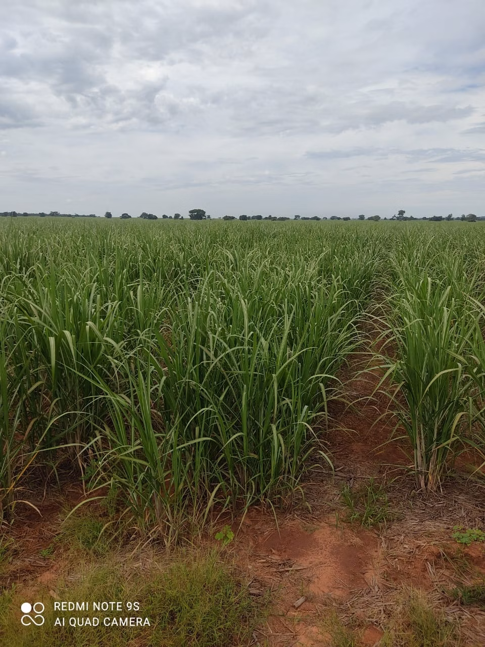 Fazenda de 1.436 ha em Panorama, SP