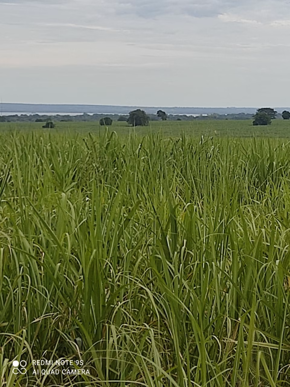 Fazenda de 1.436 ha em Panorama, SP