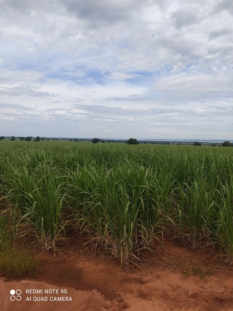 Fazenda de 1.436 ha em Panorama, SP