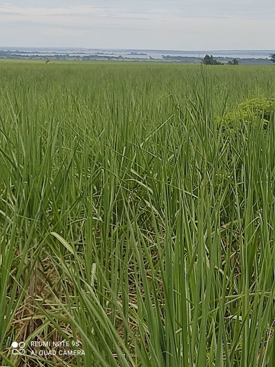 Fazenda de 1.436 ha em Panorama, SP