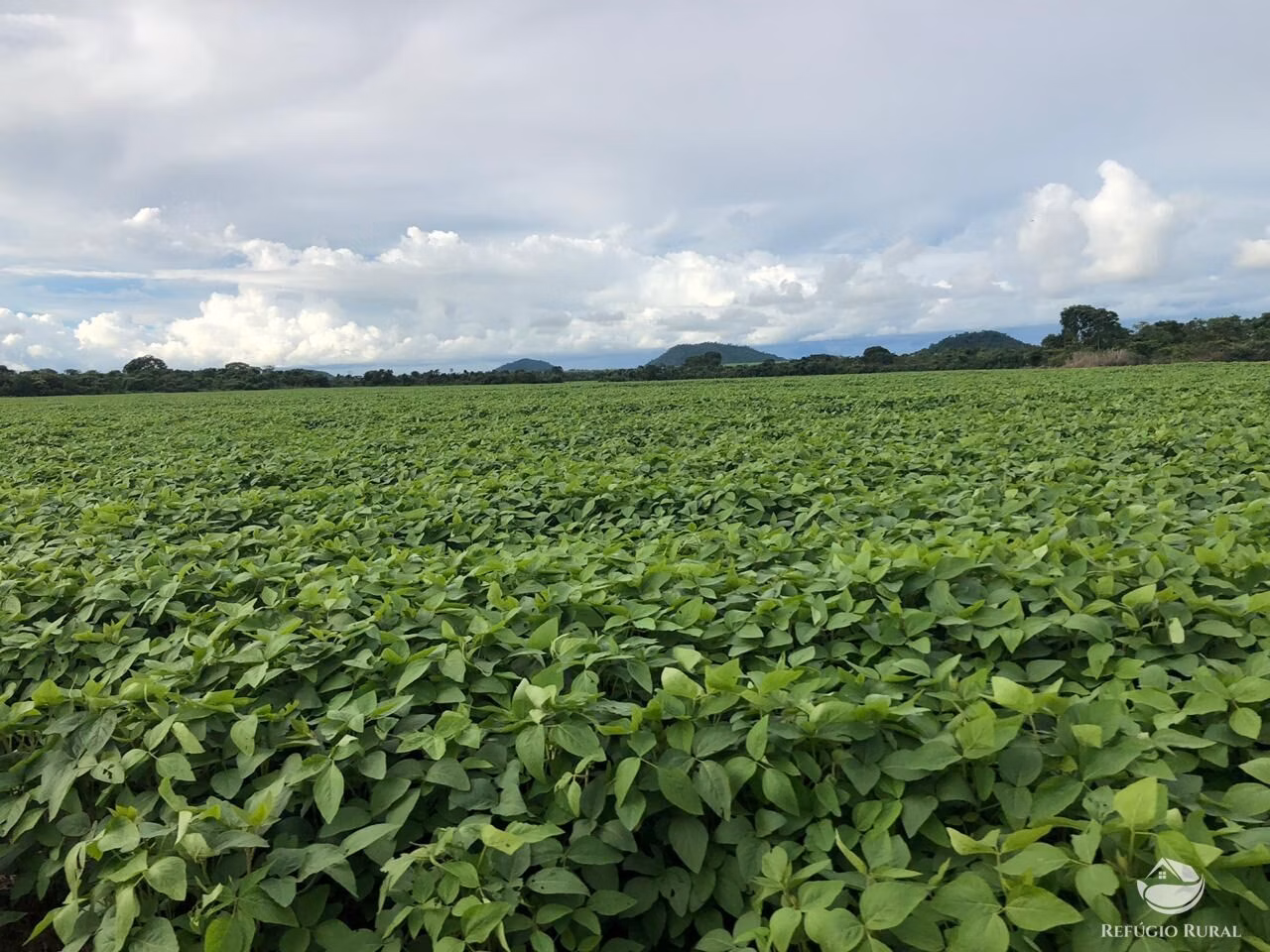 Fazenda de 35.000 ha em Santa Terezinha, MT