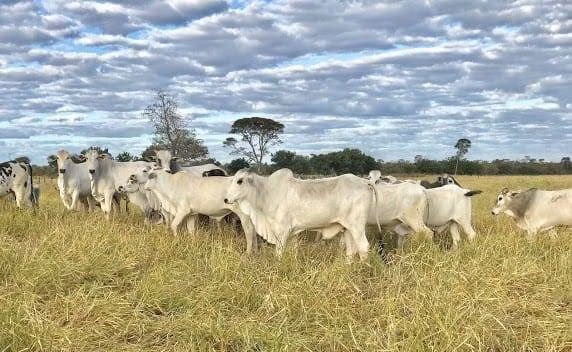 Fazenda de 17.520 ha em Muquém do São Francisco, BA