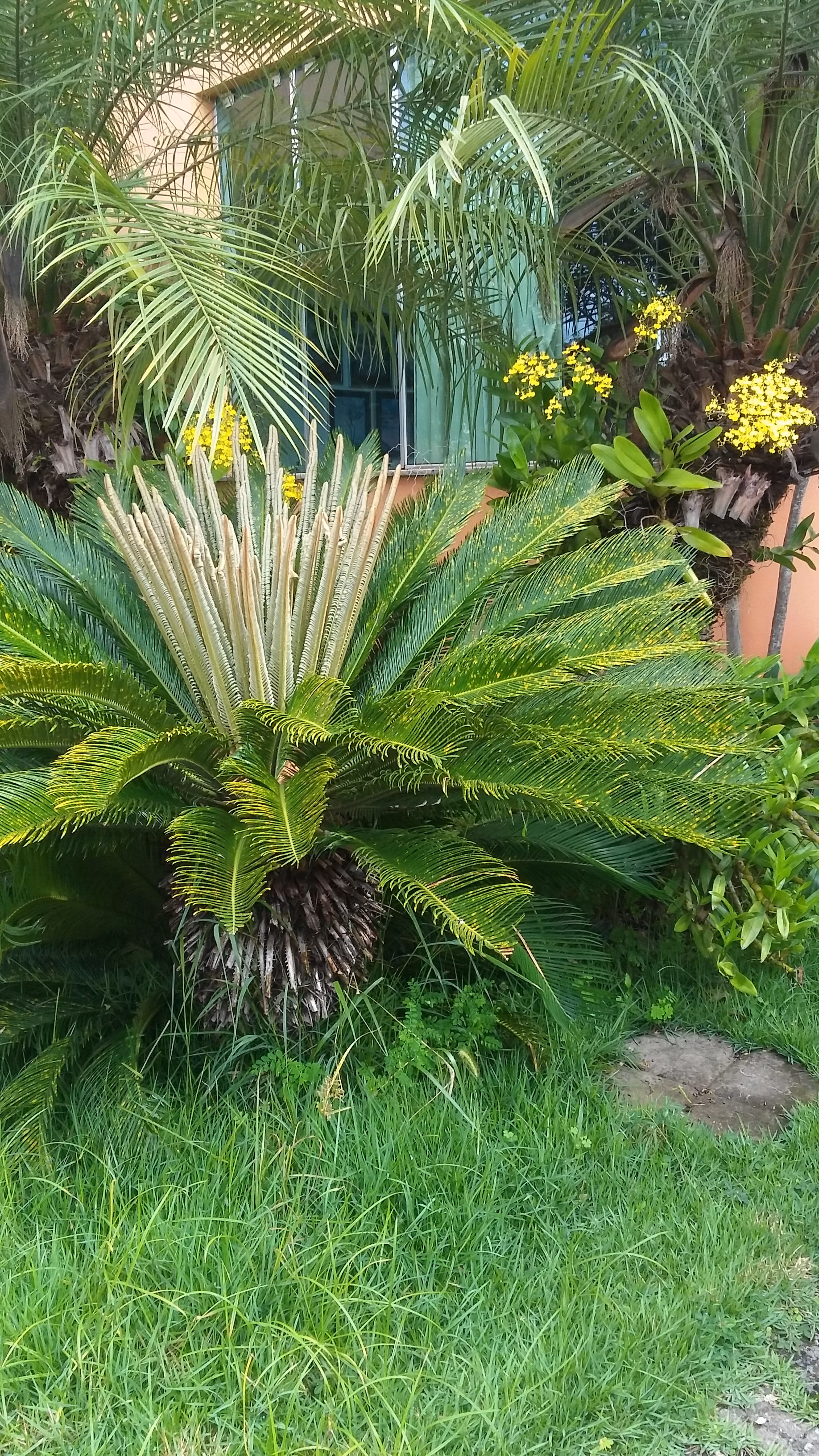 Small farm of 9 acres in Barra do Piraí, RJ, Brazil