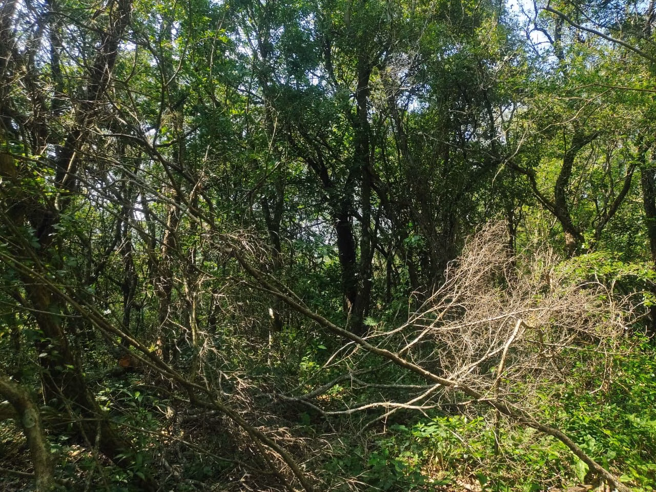 Sítio de 10 ha em Santo Antônio da Patrulha, RS