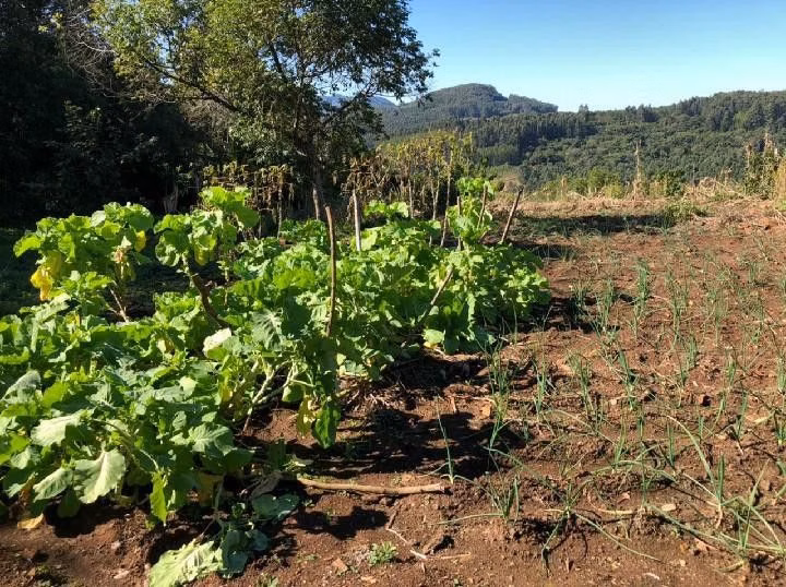 Chácara de 1 ha em Rolante, RS