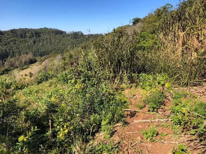 Chácara de 1 ha em Rolante, RS