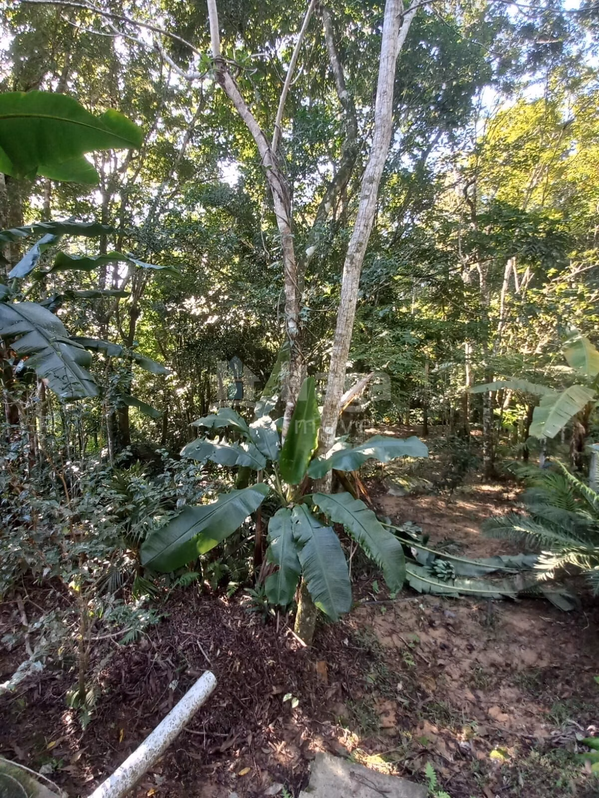 Chácara de 5.000 m² em Canelinha, SC