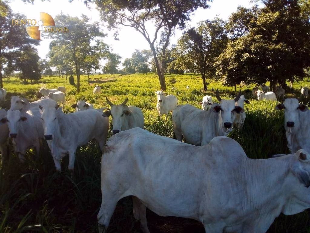 Fazenda de 1.541 ha em Acorizal, MT
