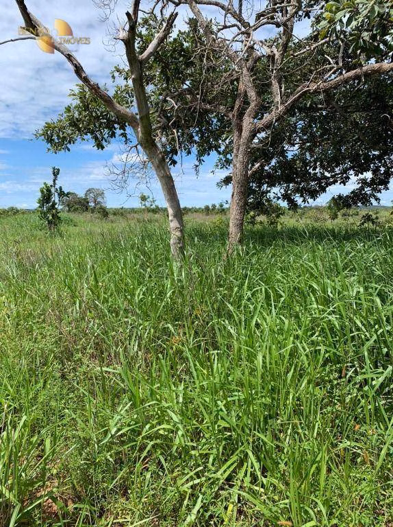 Fazenda de 906 ha em Tesouro, MT