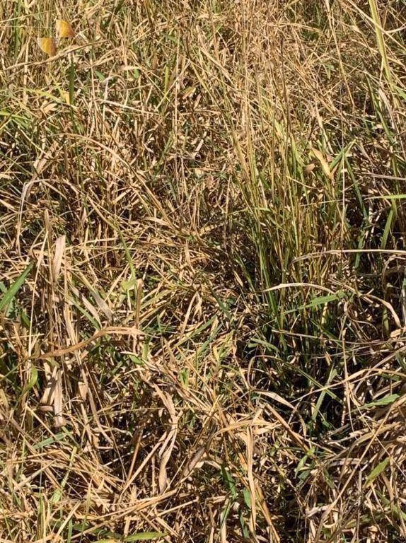 Fazenda de 906 ha em Tesouro, MT