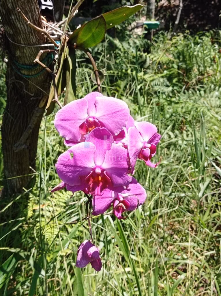 Fazenda de 1 ha em Canelinha, SC