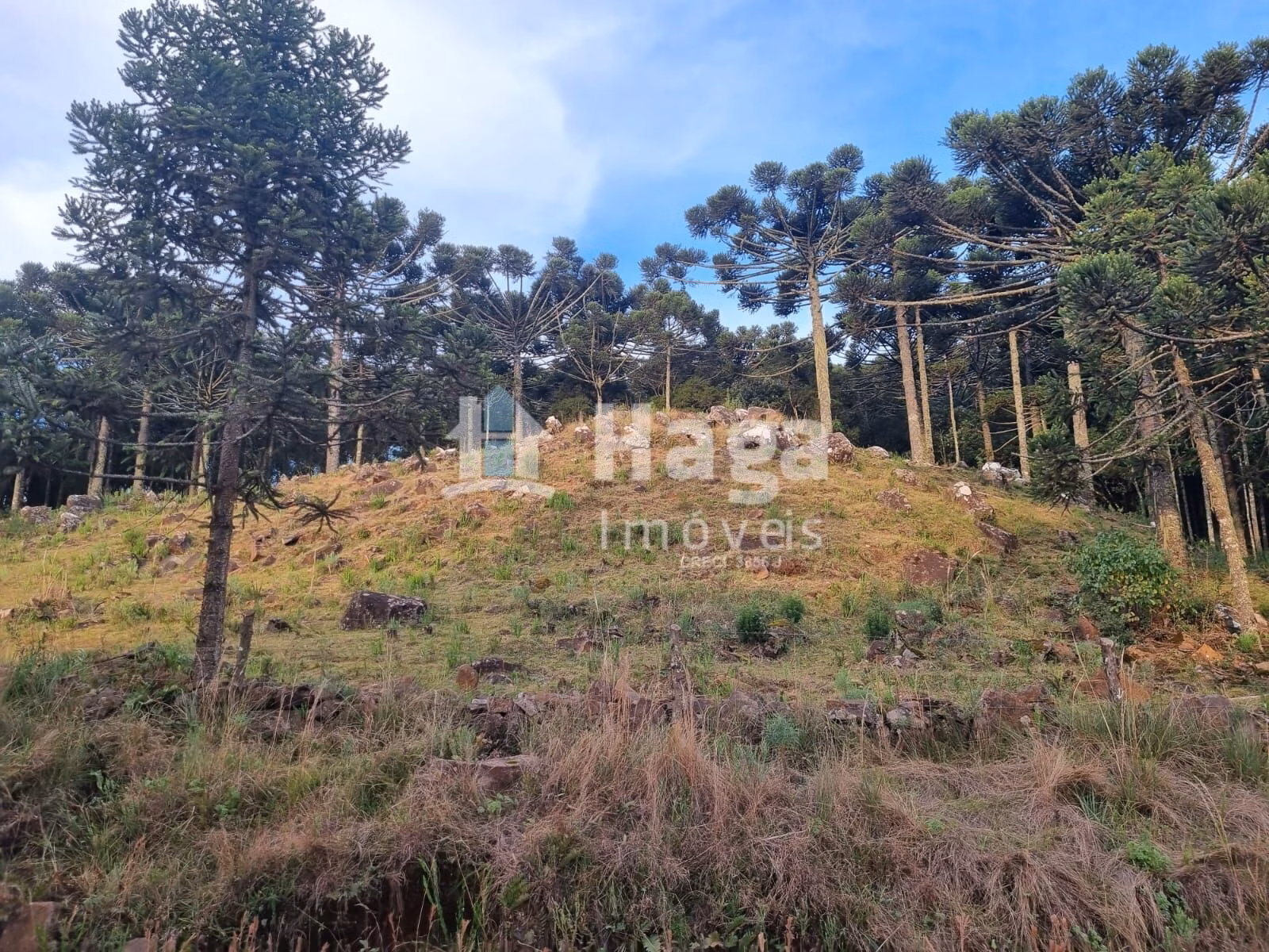 Chácara de 5 ha em Bom Jardim da Serra, SC