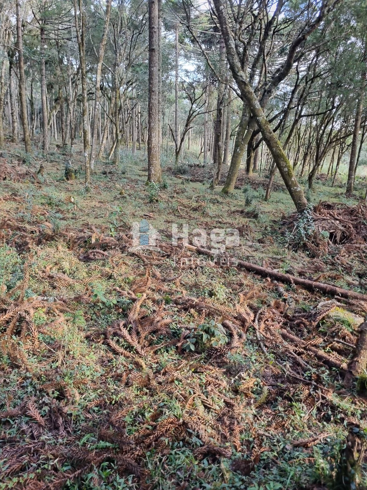 Chácara de 5 ha em Bom Jardim da Serra, SC