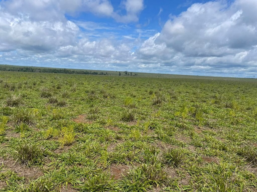 Fazenda de 7.000 ha em Feliz Natal, MT