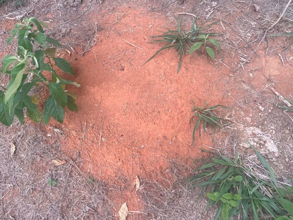 Fazenda de 7.000 ha em Feliz Natal, MT