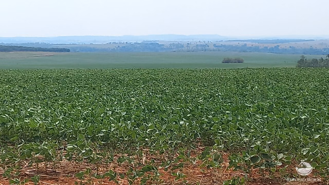Fazenda de 242 ha em Juscimeira, MT