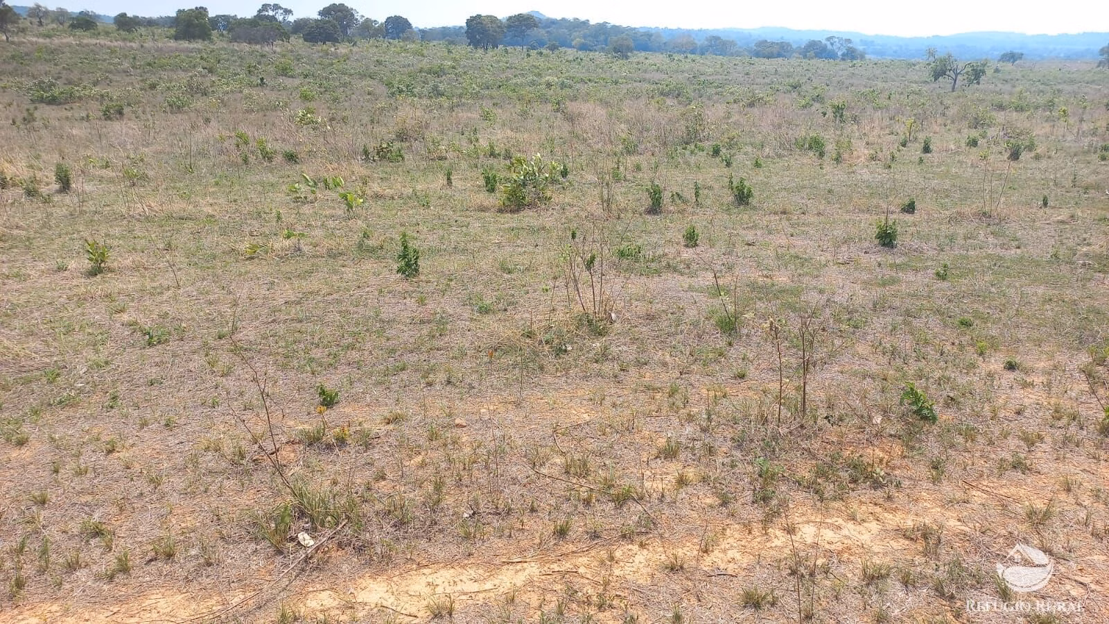 Fazenda de 242 ha em Juscimeira, MT