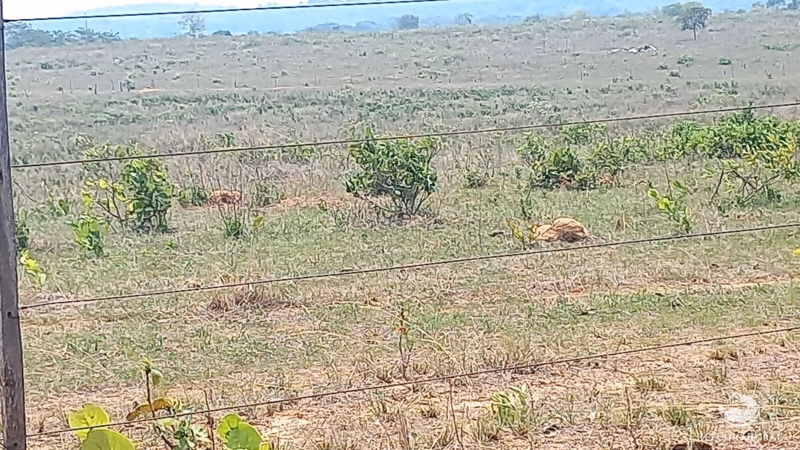 Fazenda de 242 ha em Juscimeira, MT