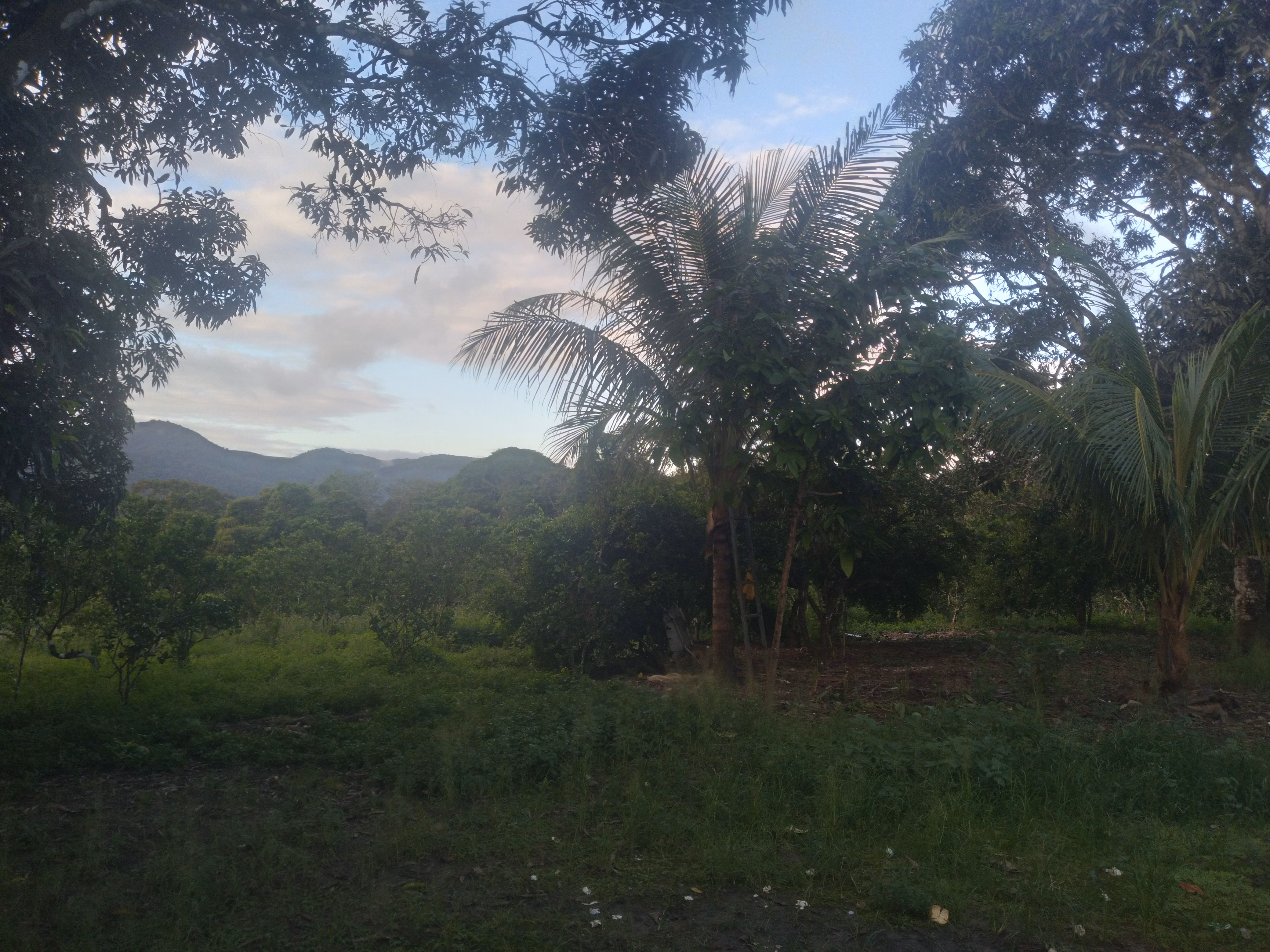 Small farm of 15 acres in Branquinha, AL, Brazil