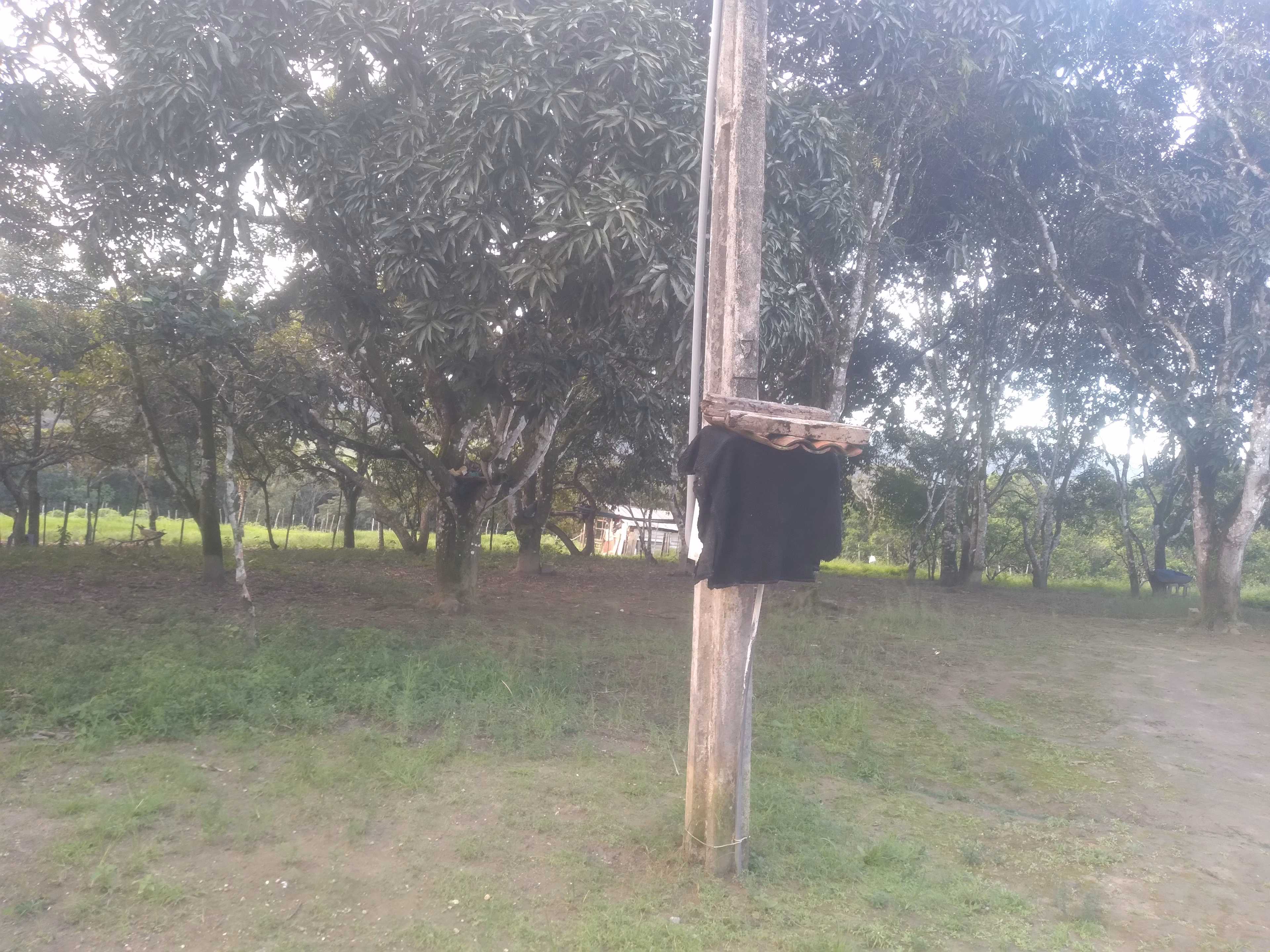 Small farm of 15 acres in Branquinha, AL, Brazil